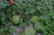 黑料吃瓜网apk普通安装 